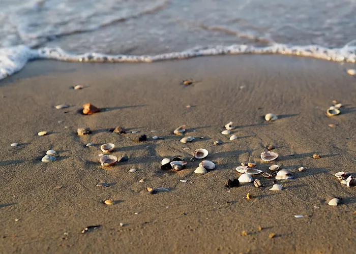 Vibrant In Centre ビビオーネ